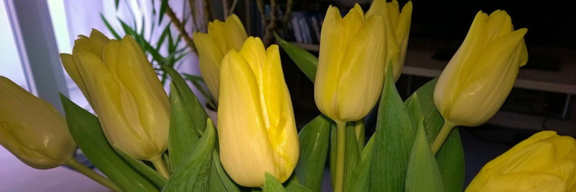Jahresendgedanken 2014 mit Tulpen